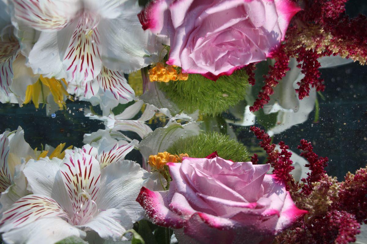 Andrea Bonfils - Submerged Garden 8077, photographie 2018, imprimée d
après