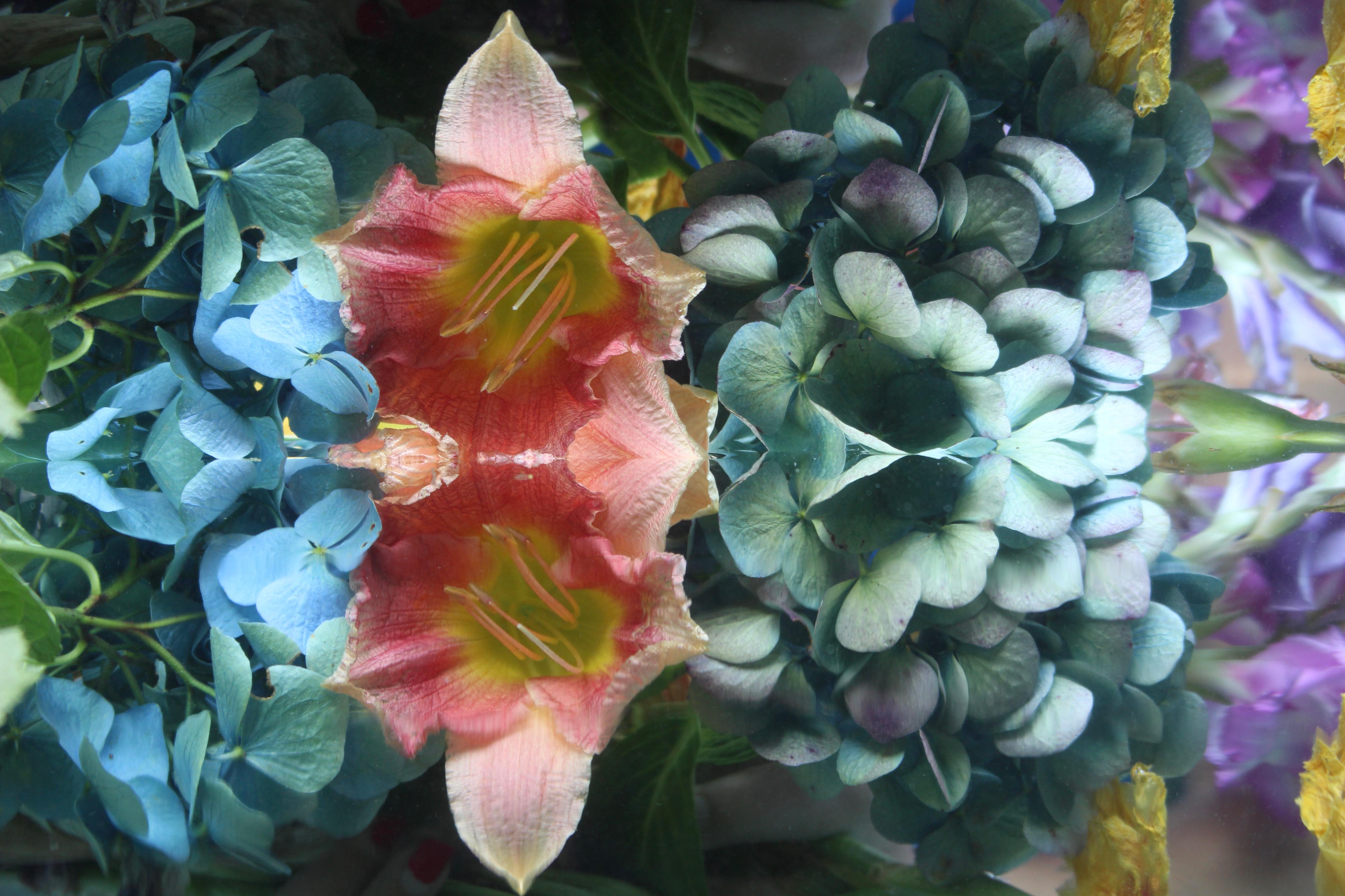 Andrea Bonfils - Submerged Garden 8084, Photography 2018, Printed After