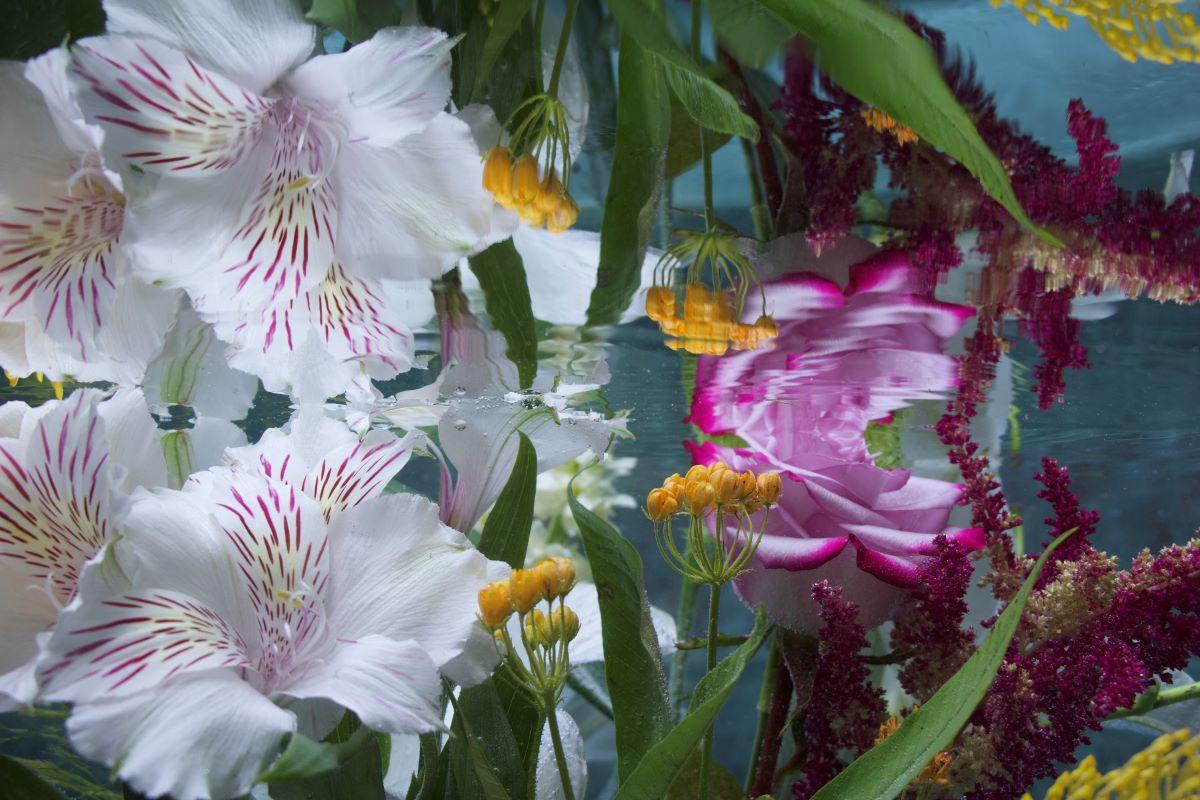 Andrea Bonfils - Submerged Garden 8193, photographie 2018, imprimée d
après