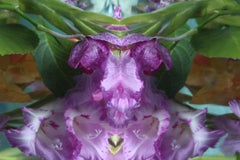 Andrea Bonfils - Submerged Garden 8285, Photography 2018, Printed After