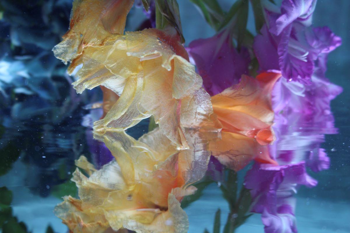 Andrea Bonfils - Submerged Garden 8376, photographie 2018, imprimée d
après