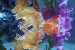 Andrea Bonfils - Submerged Garden 8376, Photography 2018, Printed After