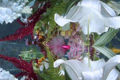 Andrea Bonfils - Submerged Garden 8431, Photography 2018, Printed After