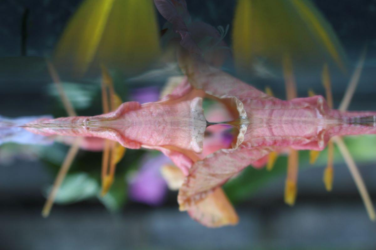 Series: Submerged Garden 
C Print 
Limited Edition of 12

Available Sizes:
24" x 36"
30" x 45"
36" x 54"
40" x 60"
48" x 78"

This photograph will be printed once payment has been received and will ship directly from the printer the artist works