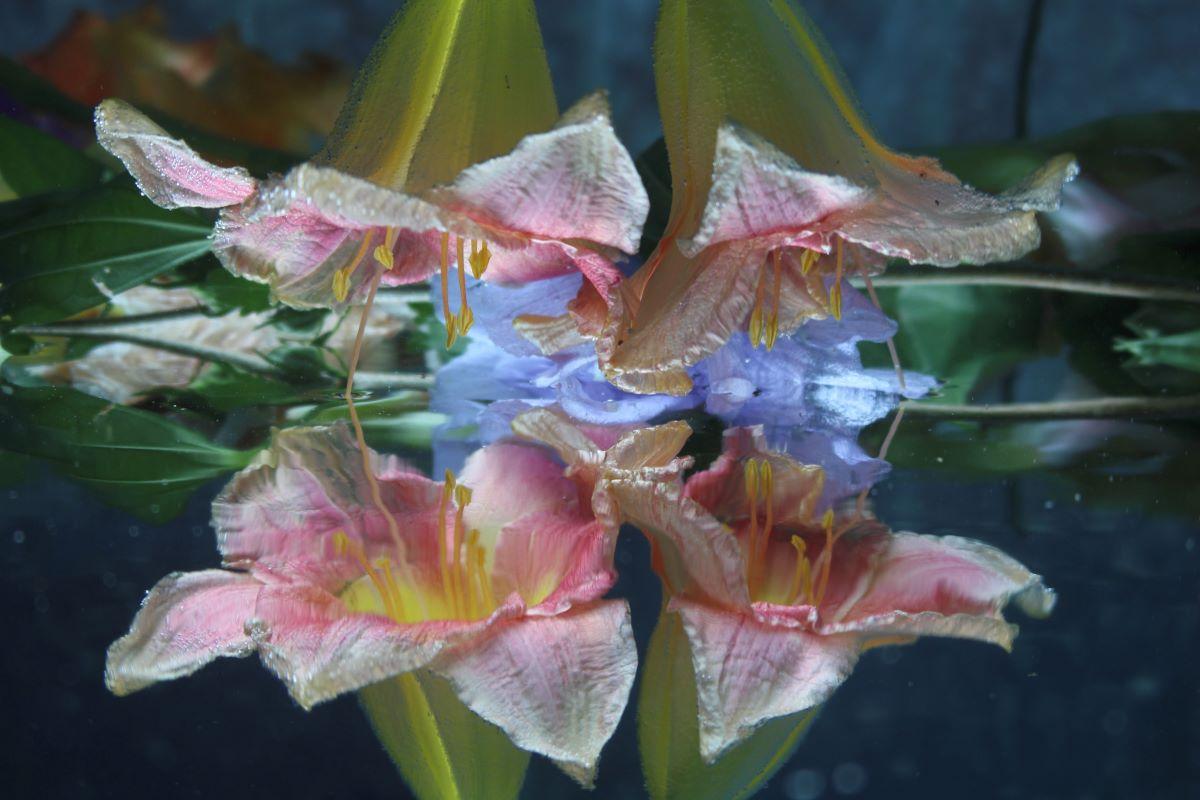 Andrea Bonfils - Submerged Garden 8467, photographie 2018, imprimée d
après