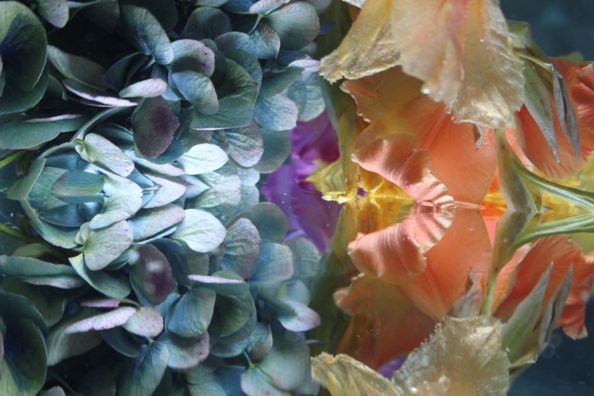 Serie: Submerged Garden 
C Drucken 
Limitierte Auflage von 12 Stück

Verfügbare Größen:
24" x 36"
30" x 45"
36" x 54"
40" x 60"
48" x 78"

Dieses Foto wird nach Zahlungseingang gedruckt und direkt von der Druckerei versandt, mit der der Künstler