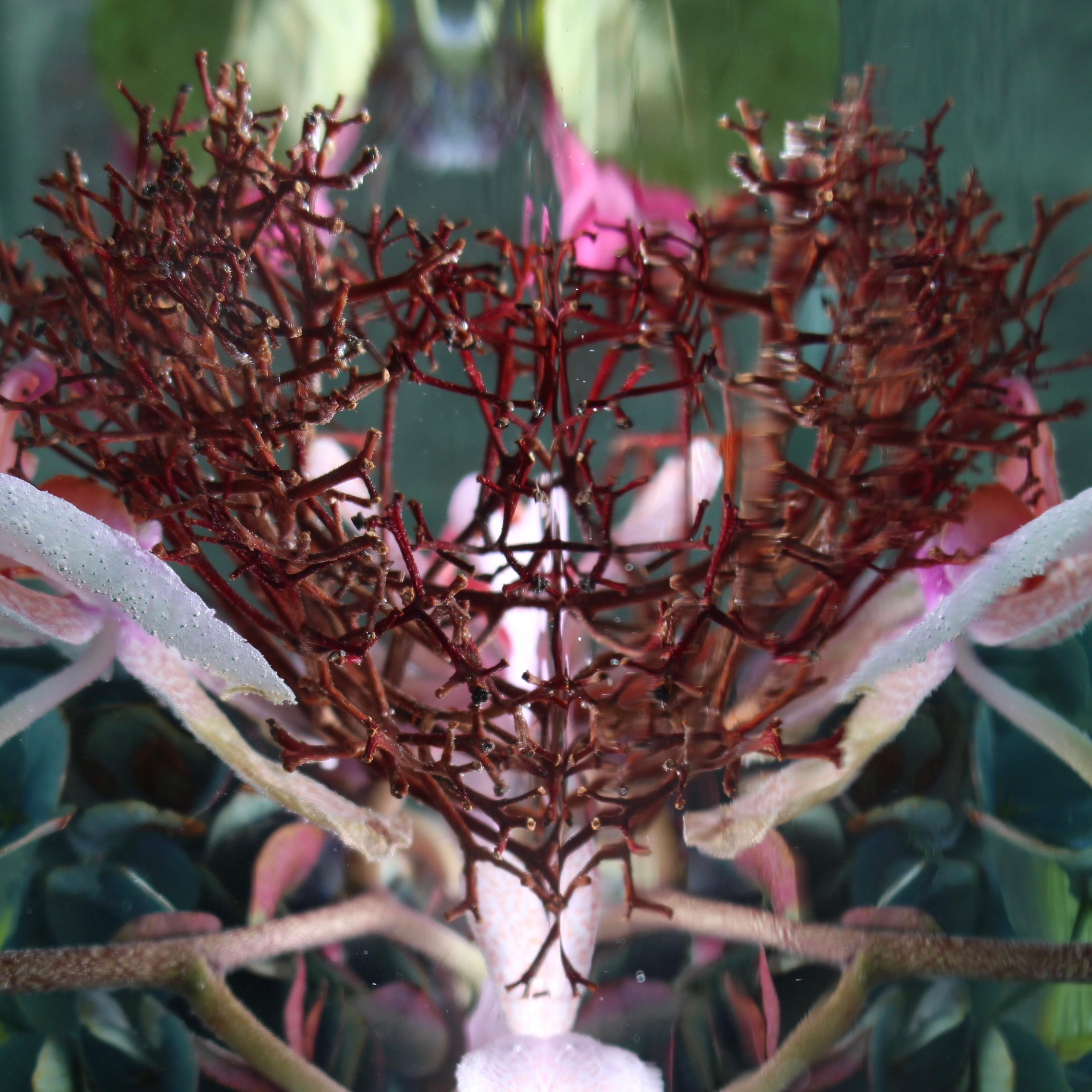 Series: Submerged Garden 
C Print 
Limited Edition of 12

Available Sizes:
24" x 24"
30" x 30"
40" x 40"
48" x 48"
60" x 60"

This photograph will be printed once payment has been received and will ship directly from the printer the artist works