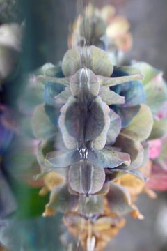 Andrea Bonfils – Submerged Garden 8790, Fotografie 2020, Nachdruck
