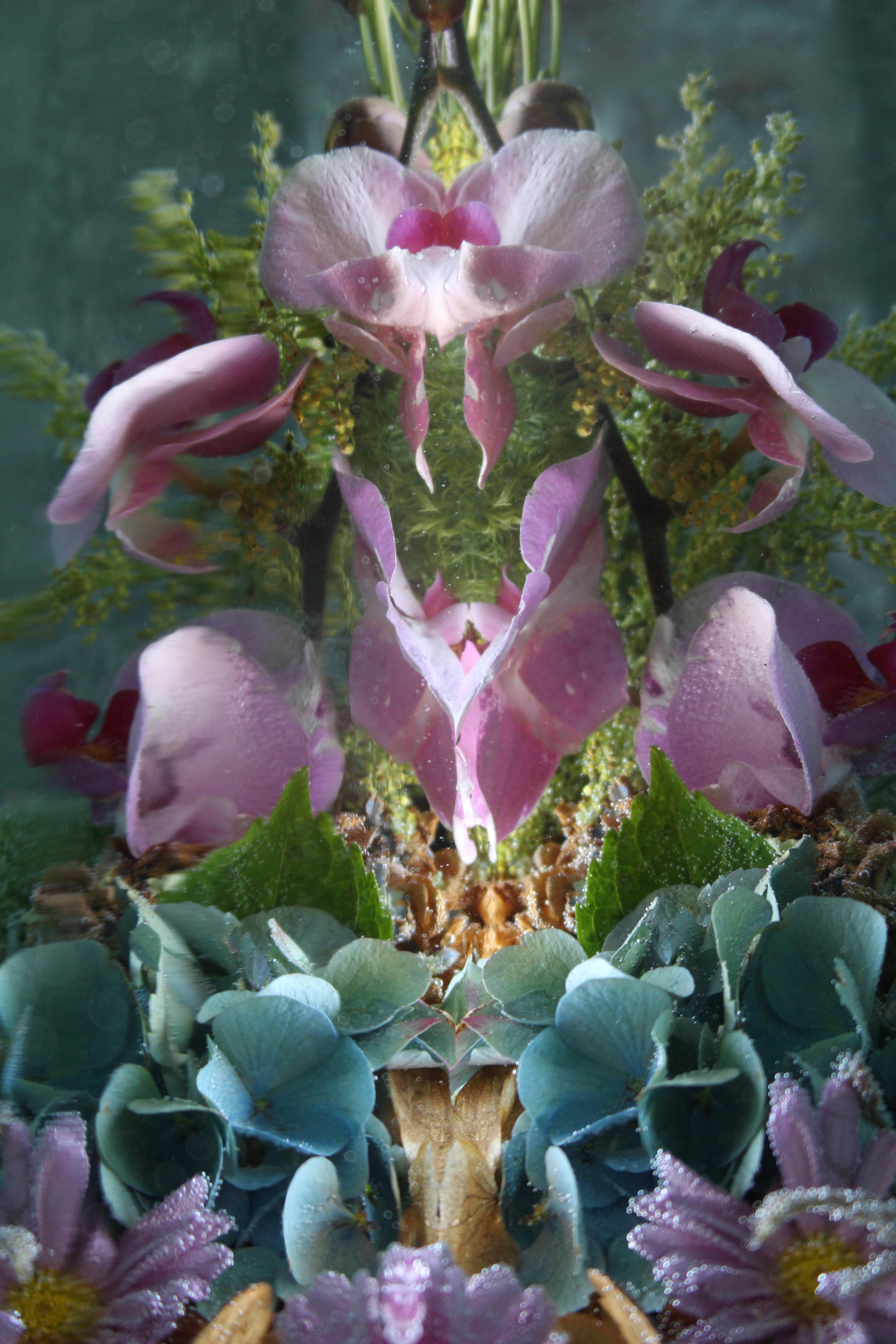 Andrea Bonfils - Submerged Garden 8937, Photography 2015, Printed After