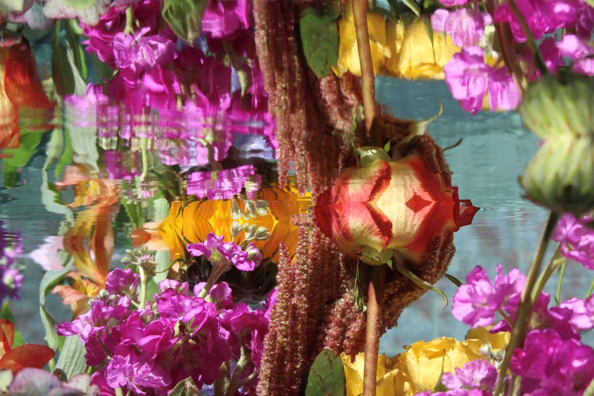 Andrea Bonfils - Submerged Garden 9064, photographie 2018, imprimée d
après