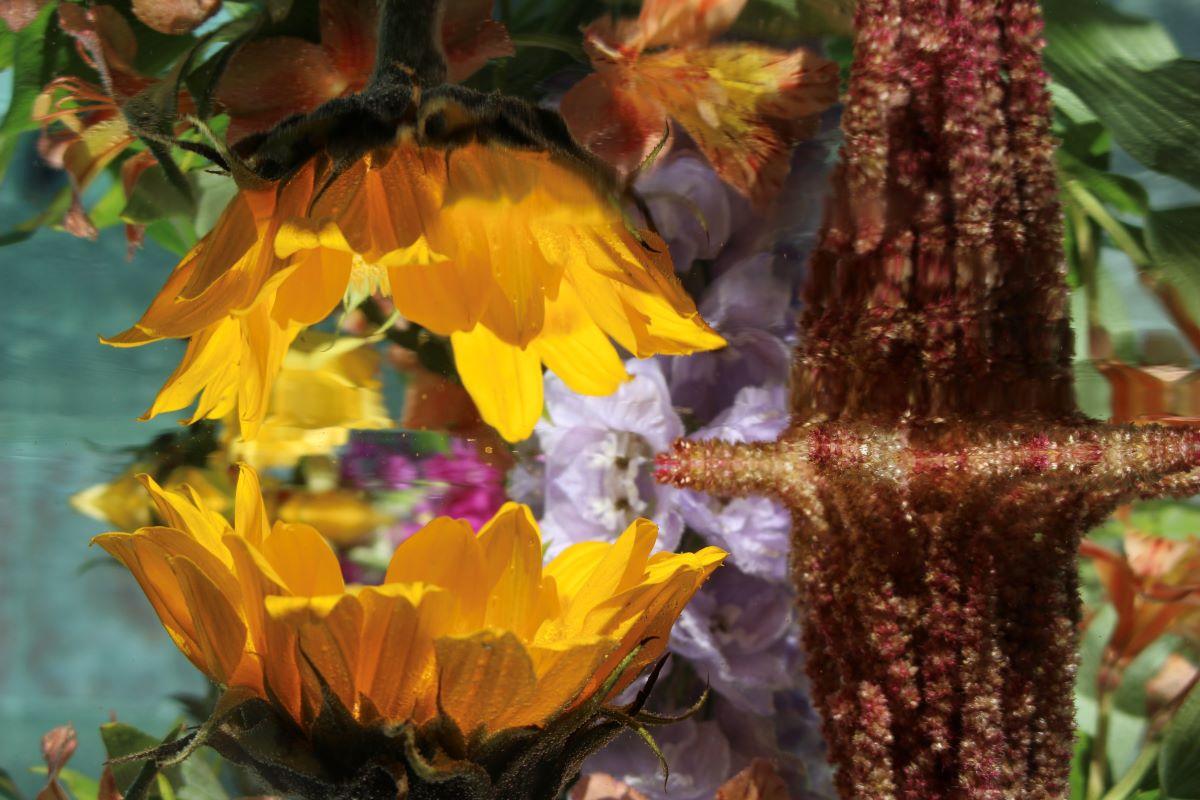 Andrea Bonfils - Submerged Garden 9107, photographie 2018, imprimée d
après