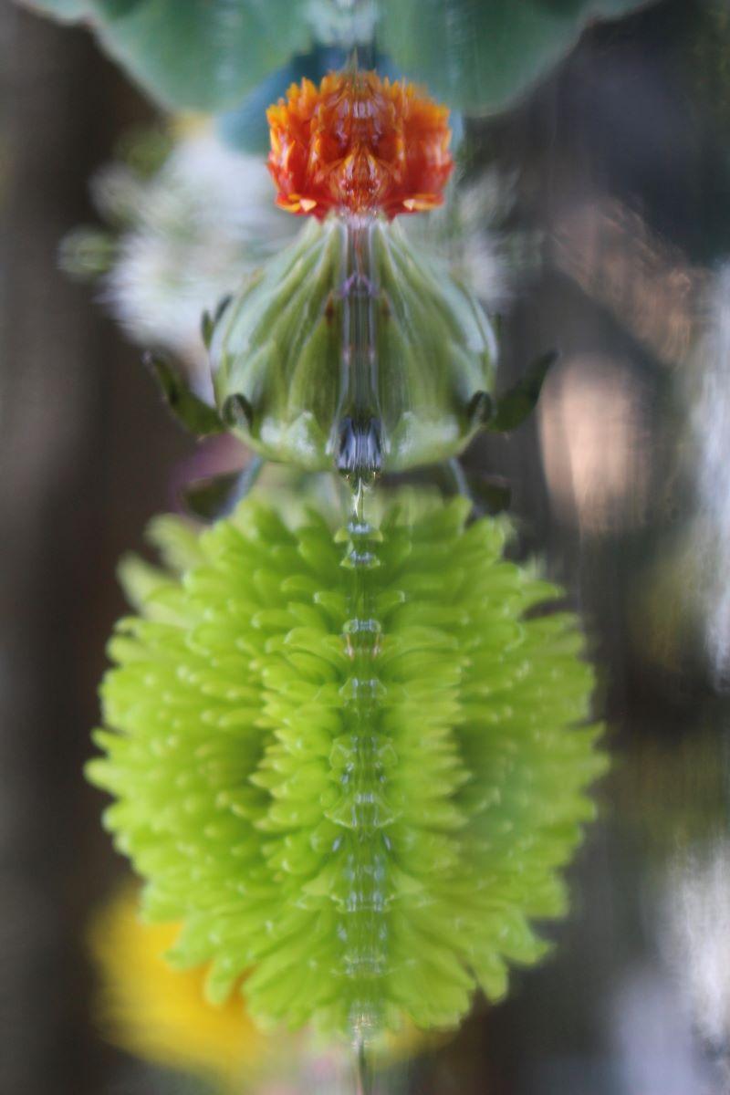 Andrea Bonfils - Submerged Garden 9522, photographie 2018, imprimée d
après