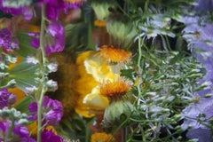 Andrea Bonfils - Submerged Garden 9620, Photography 2018, Printed After