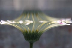 Submerged Garden 0315 (24" x 36")