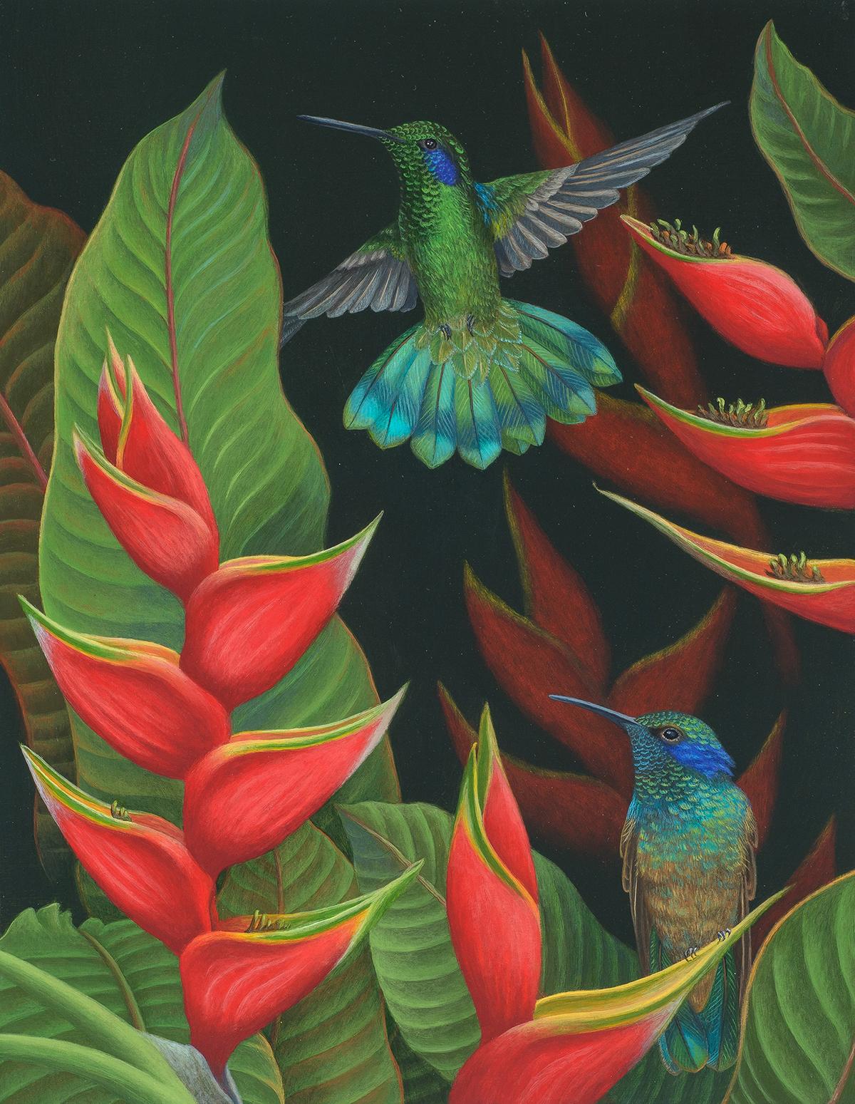 Andrea Johnson Animal Painting - Heliconia and Green Violet Ear Hummingbird, Costa Rica