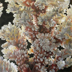 Verrucosa Sanguine, Coral Still Life Painting in White, Peach, Black Background