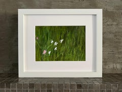 A Walk In The Grass, 8"x10", Artwork On Paper, Framed, Green, White Flowers