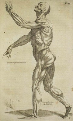 Antique The Human Body - De Humani Corporis Fabrica - by Andrea Vesalio - 1642