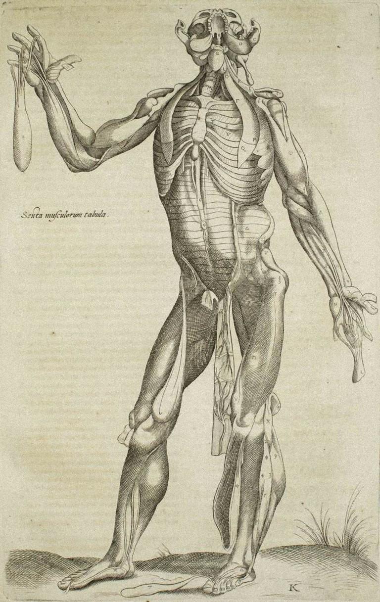 famous human anatomy drawing