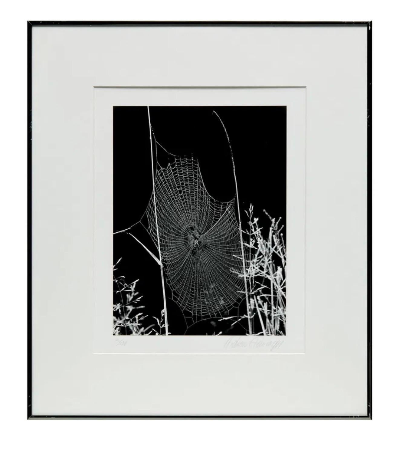 Andreas Feininger (américain, 1906-1999), 
Sans titre, sujet de nature 
Toile d'araignée
tirages à la gélatine argentée
Signé à la main au crayon "Andreas Feininger". 
numéroté "2/100"
Dimensions : 12,25 "h x 9,25 "w (image), 21,75 "h x 18,75 "w