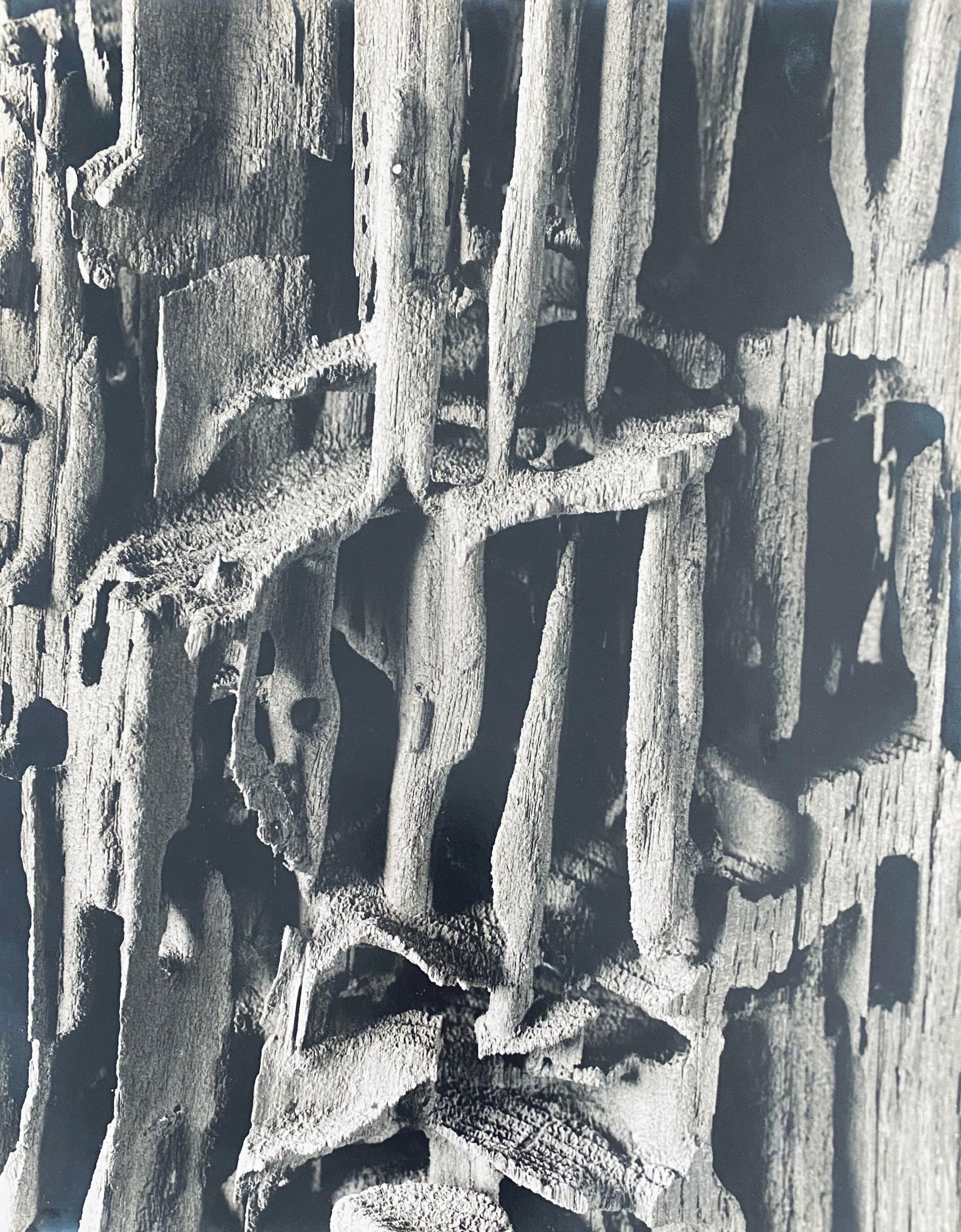 Amerikanischer Fotograf Nature Silber-Gelatine-Vintage-Druck – Photograph von Andreas Feininger
