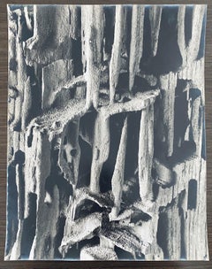 American Photographer Nature Silver Gelatin Vintage Print