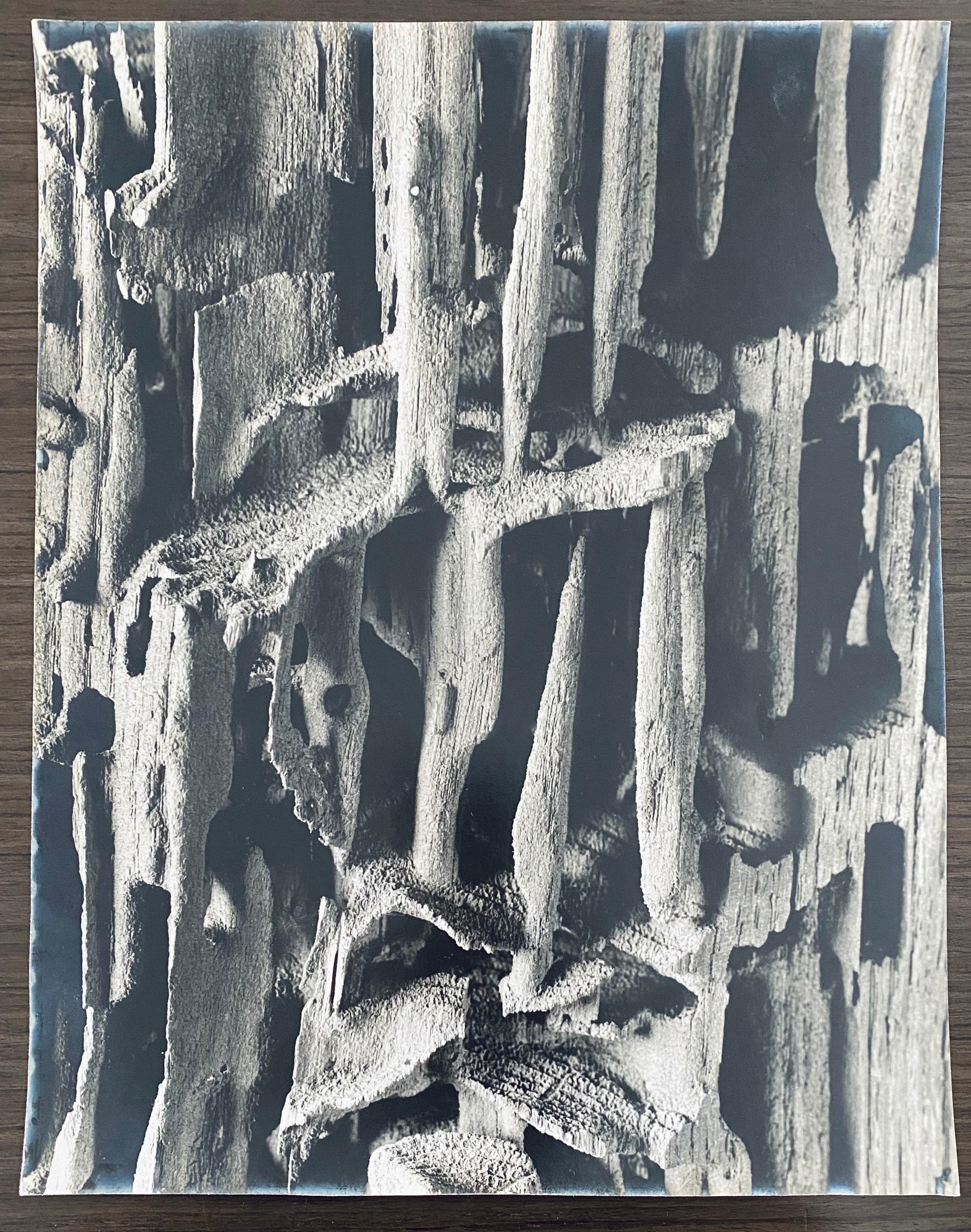 Andreas Feininger Black and White Photograph – Amerikanischer Fotograf Nature Silber-Gelatine-Vintage-Druck