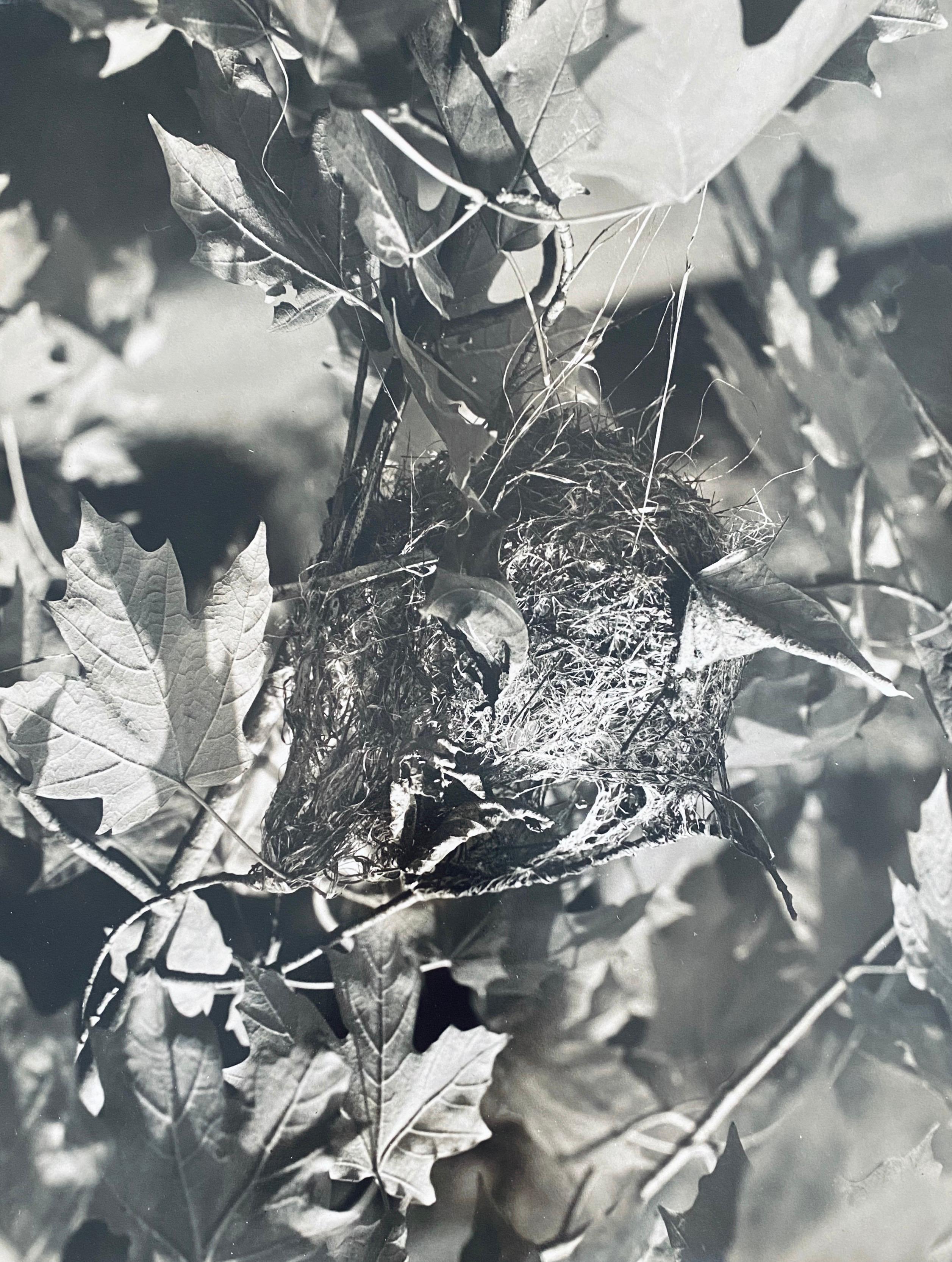 Amerikanischer Fotograf Nest Silber Gelatinesilber Vintage-Druck – Photograph von Andreas Feininger