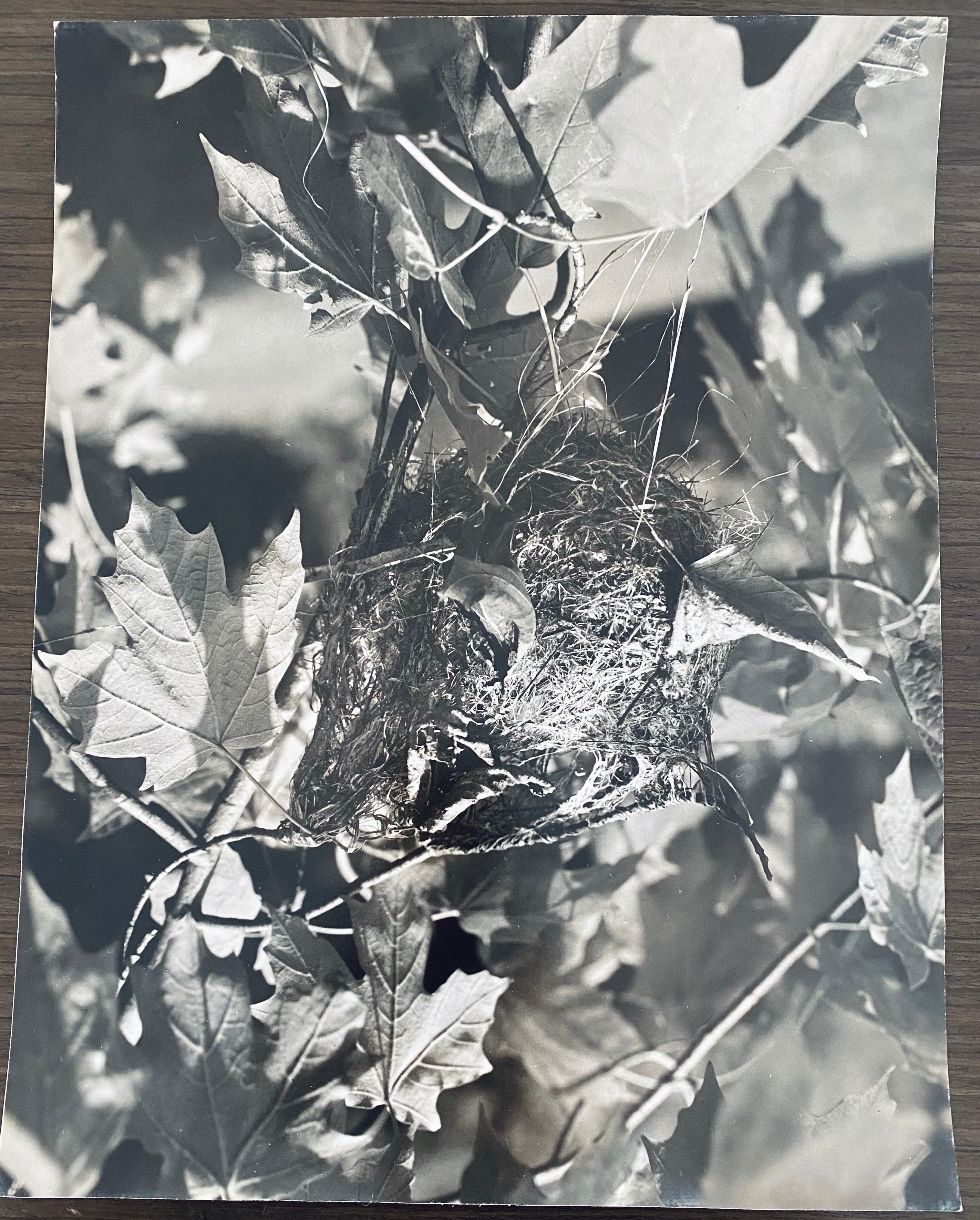 Amerikanischer Fotograf Nest Silber Gelatinesilber Vintage-Druck im Angebot 2