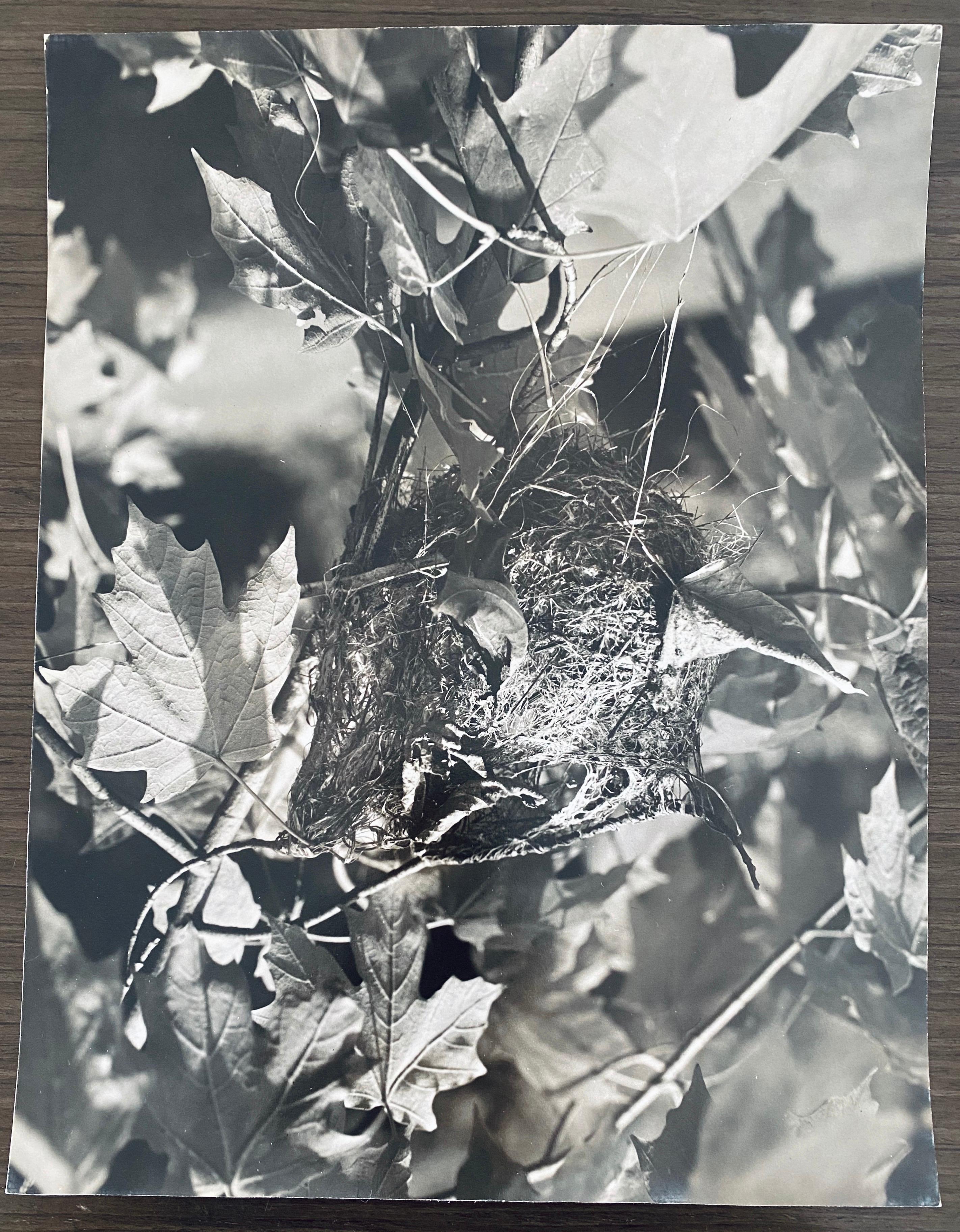 Andreas Feininger Black and White Photograph - American Photographer Nest Silver Gelatin Vintage Print 