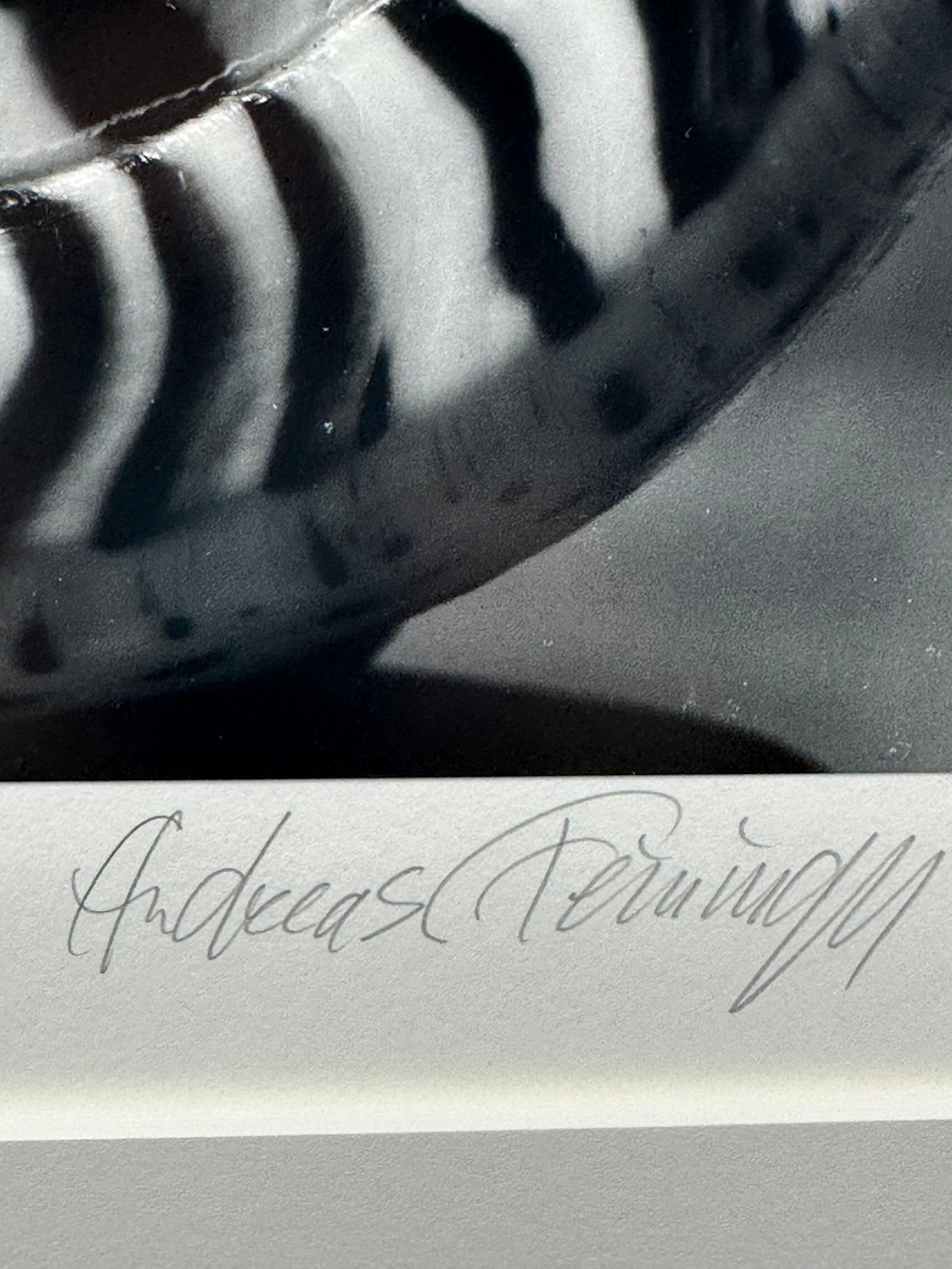 Portfolio von Muscheln – Photograph von Andreas Feininger