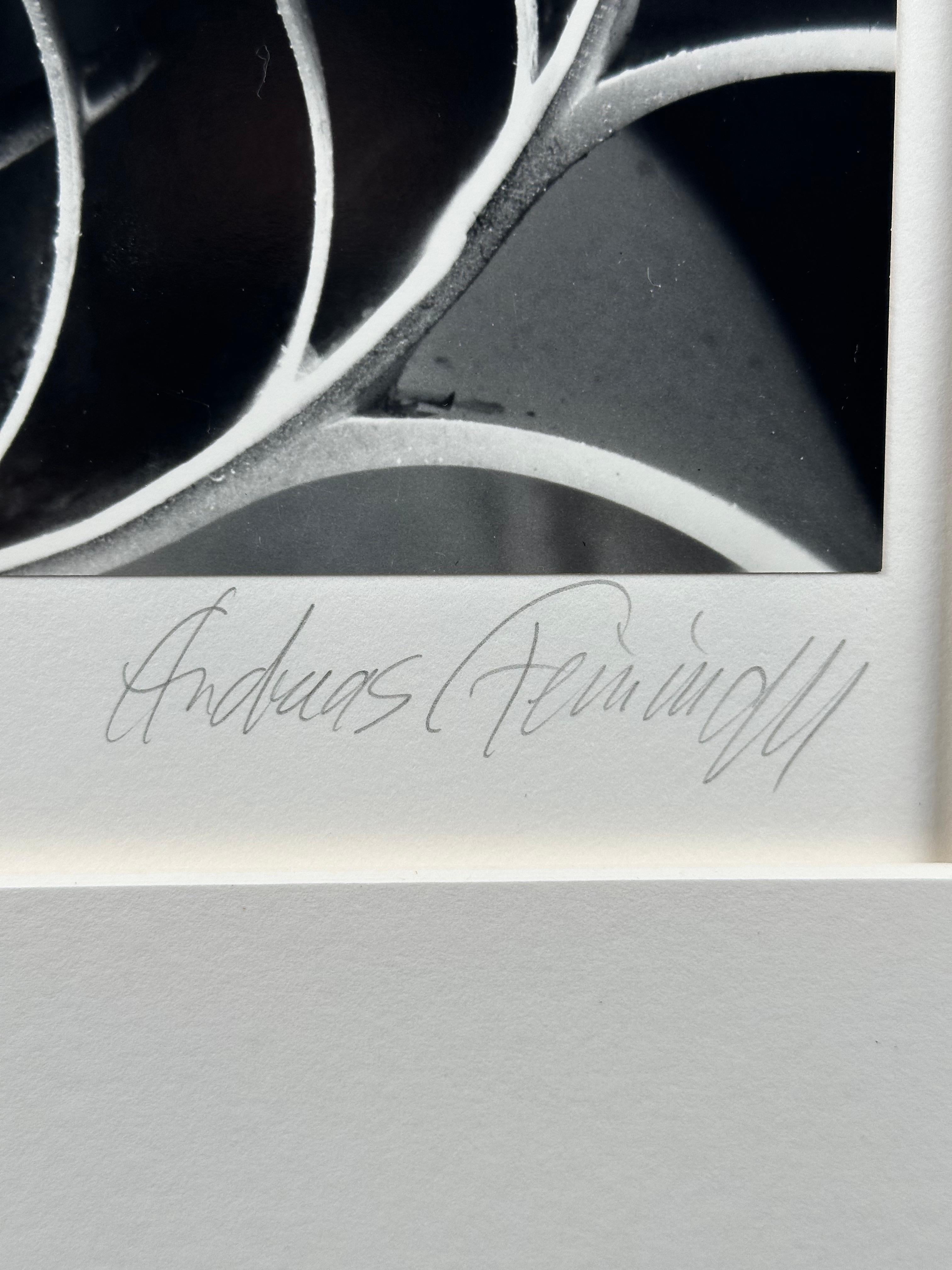 Portfolio de coquillages - Photograph de Andreas Feininger