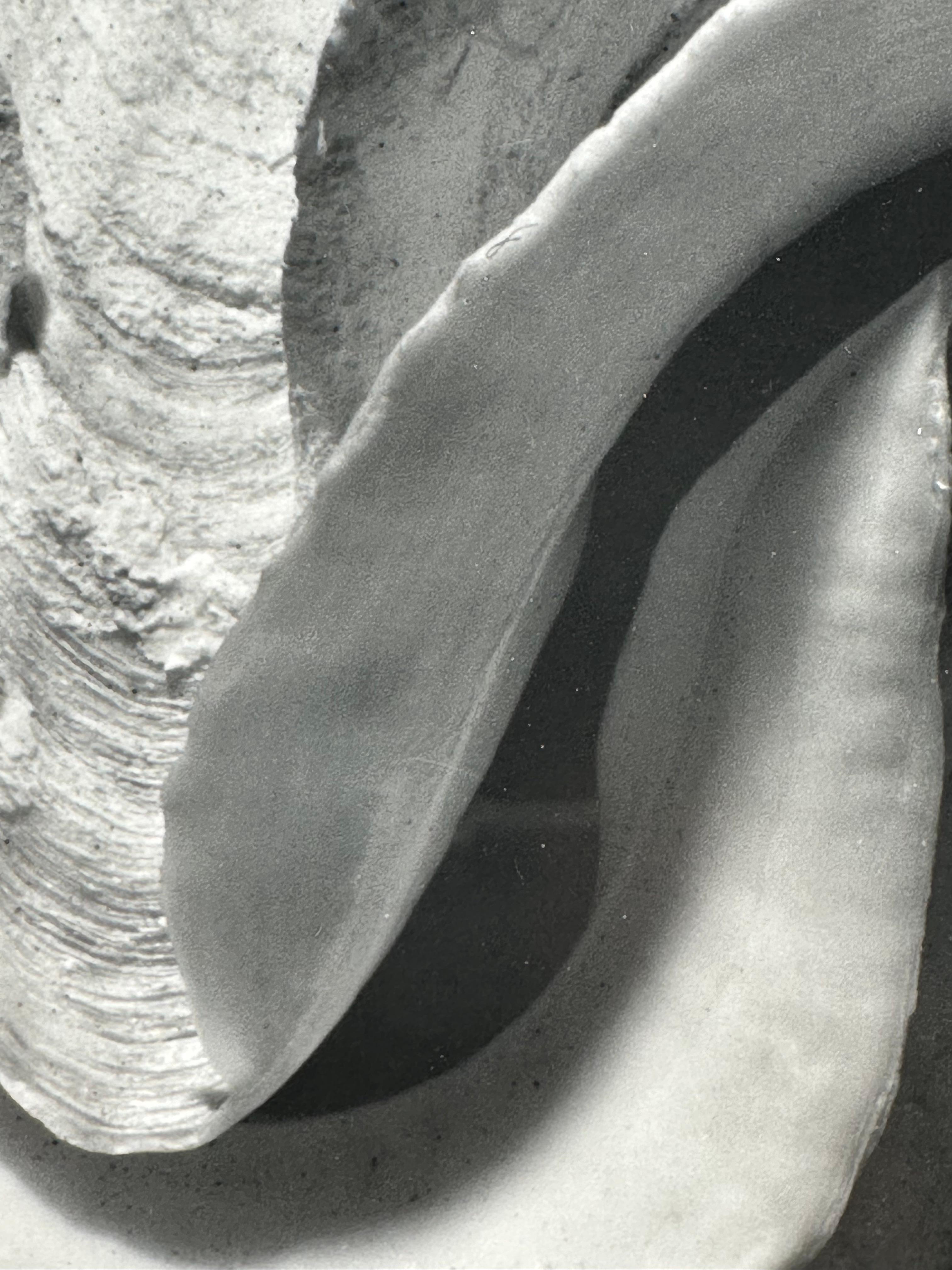 Portfolio of Shells - American Realist Photograph by Andreas Feininger