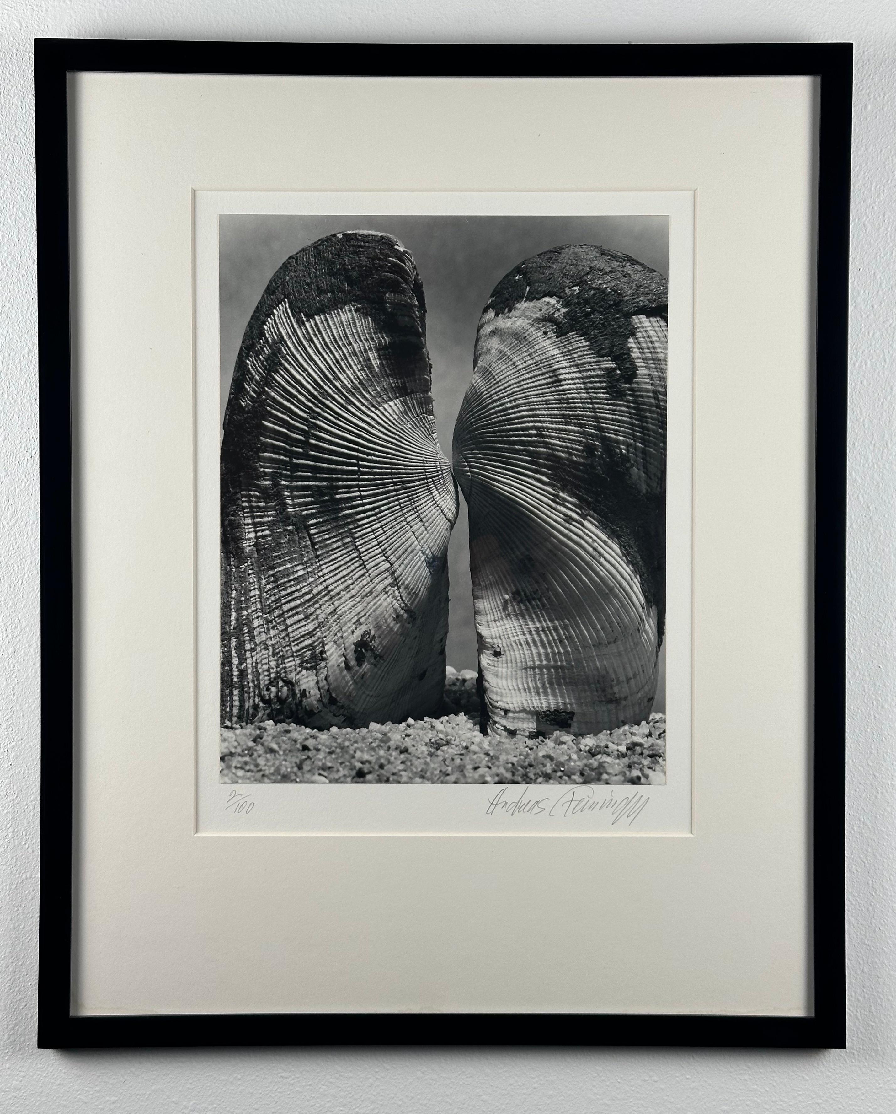 Portfolio of Shells - American Realist Photograph by Andreas Feininger