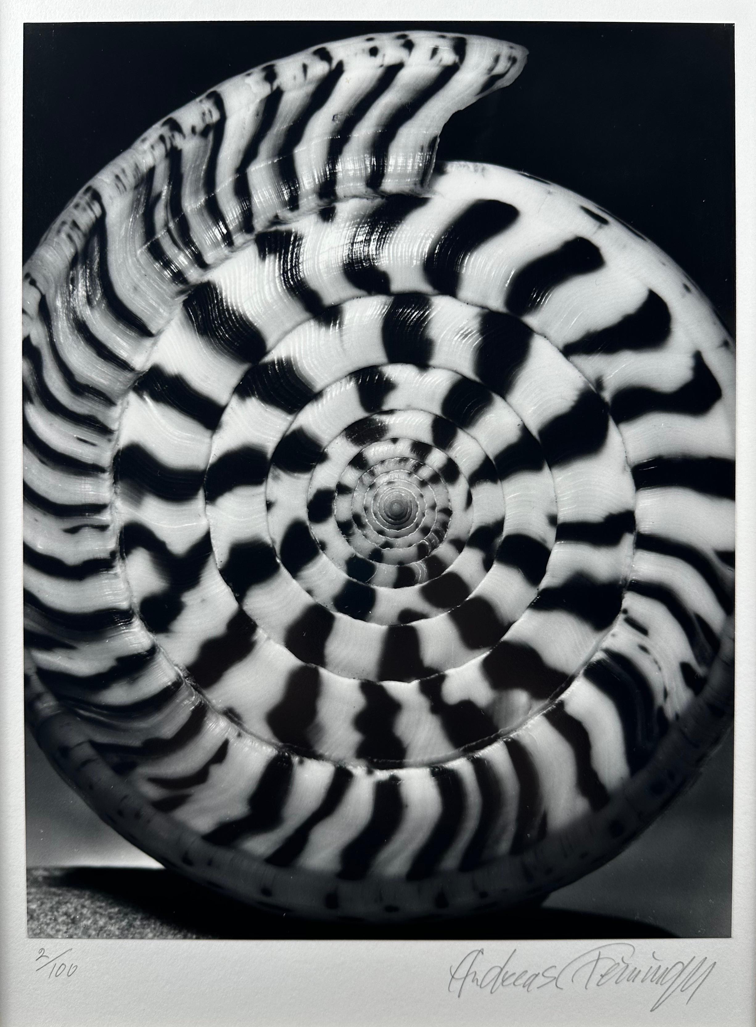 Andreas Feininger Still-Life Photograph – Portfolio von Muscheln