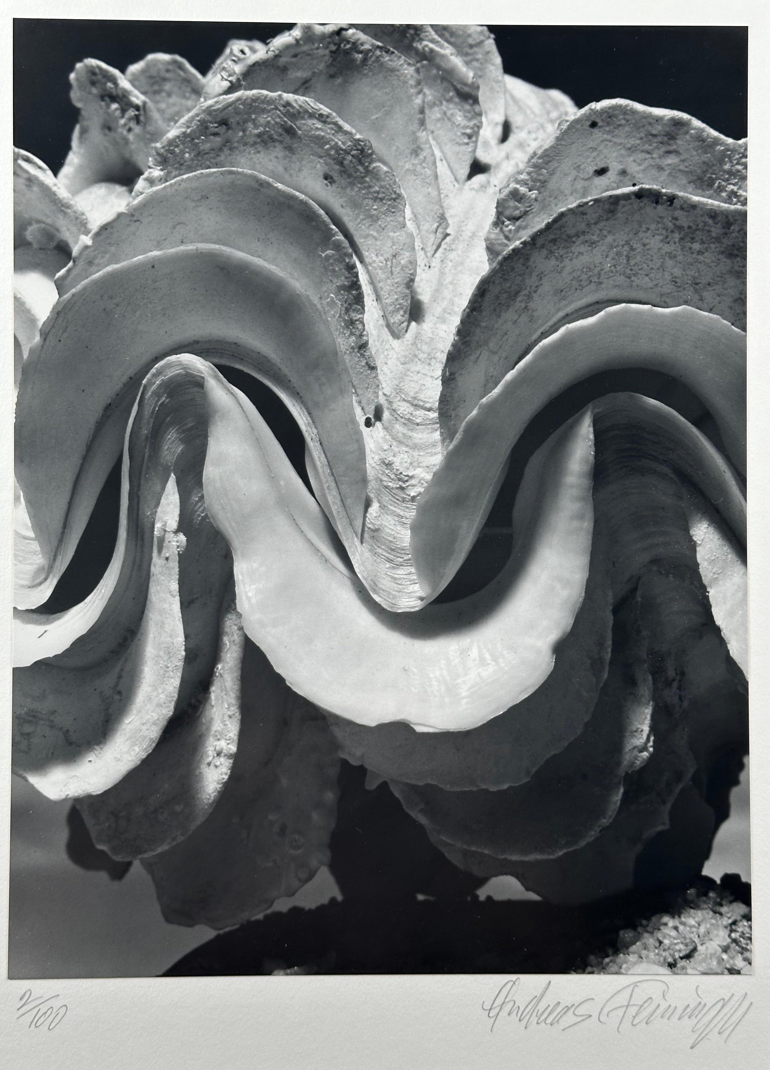 Andreas Feininger Still-Life Photograph - Portfolio of Shells