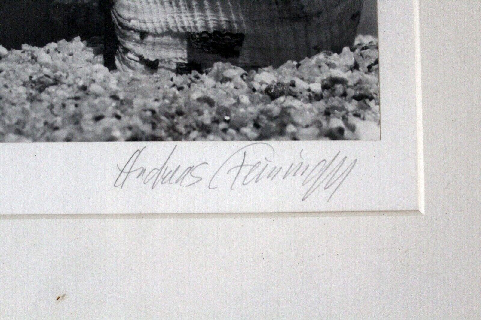 Andreas Feininger Shell Series Signed Set of 9 Gelatin Silver Print 2/100 Framed 6