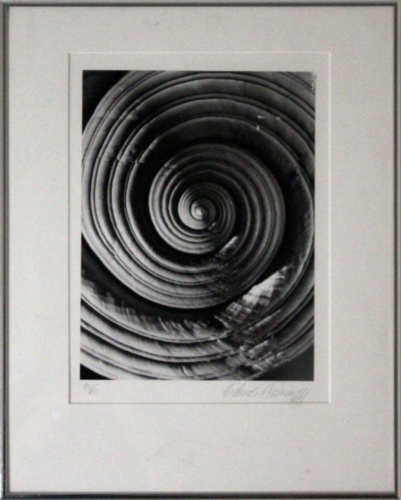 Late 20th Century Andreas Feininger Shell Series Signed Set of 9 Gelatin Silver Print 2/100 Framed