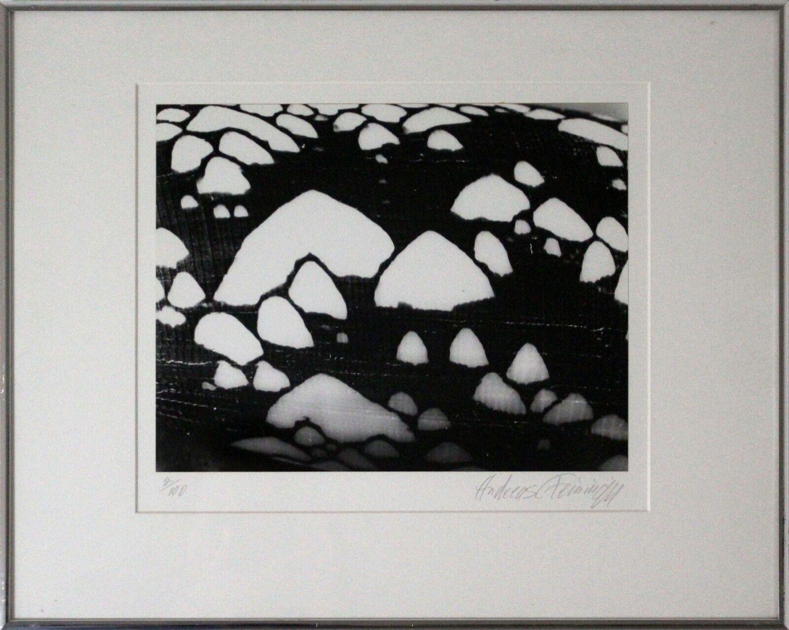 Paper Andreas Feininger Shell Series Signed Set of 9 Gelatin Silver Print 2/100 Framed