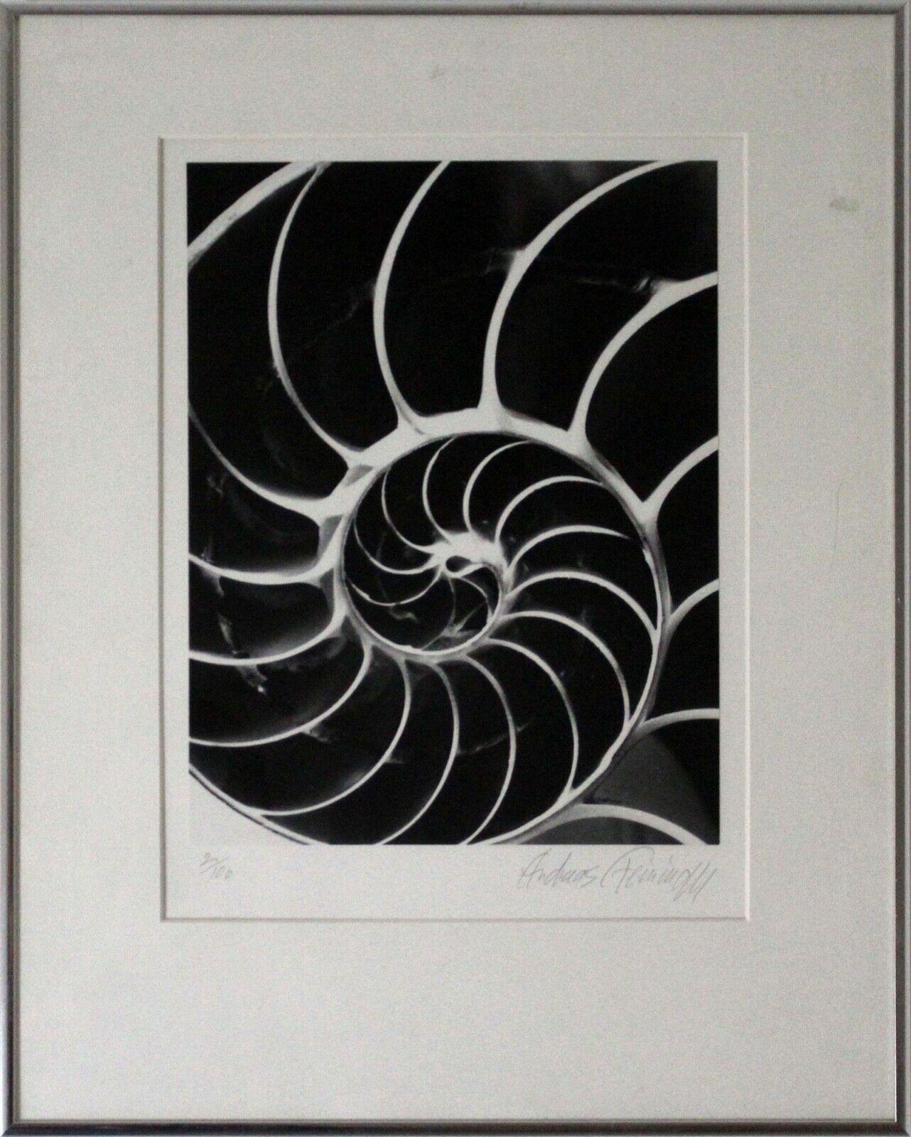 Andreas Feininger Shell Series Signed Set of 9 Gelatin Silver Print 2/100 Framed 2