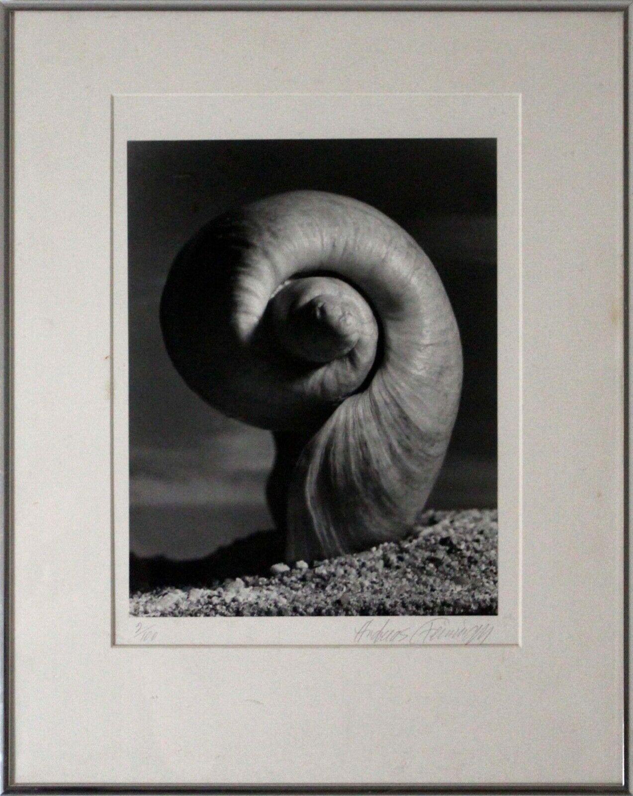 Andreas Feininger Shell Series Signed Set of 9 Gelatin Silver Print 2/100 Framed 3