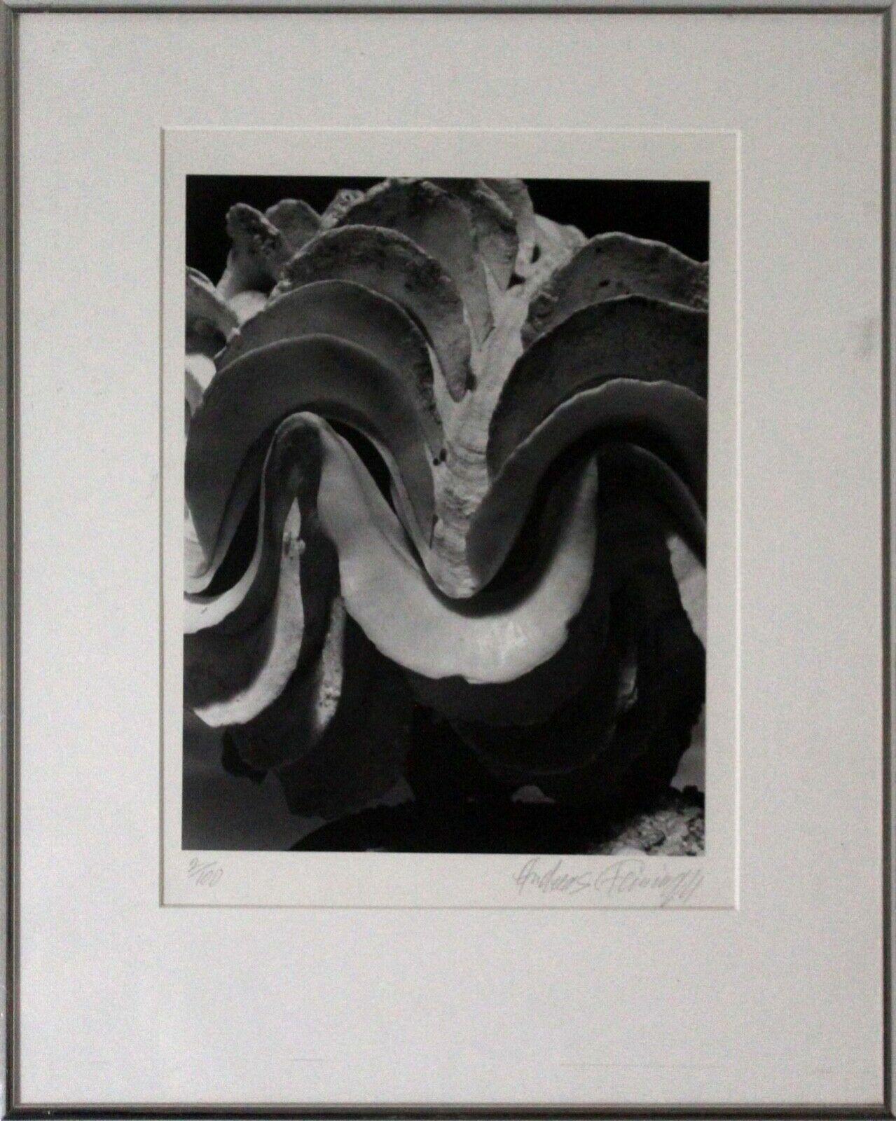 Andreas Feininger Shell Series Signed Set of 9 Gelatin Silver Print 2/100 Framed 4