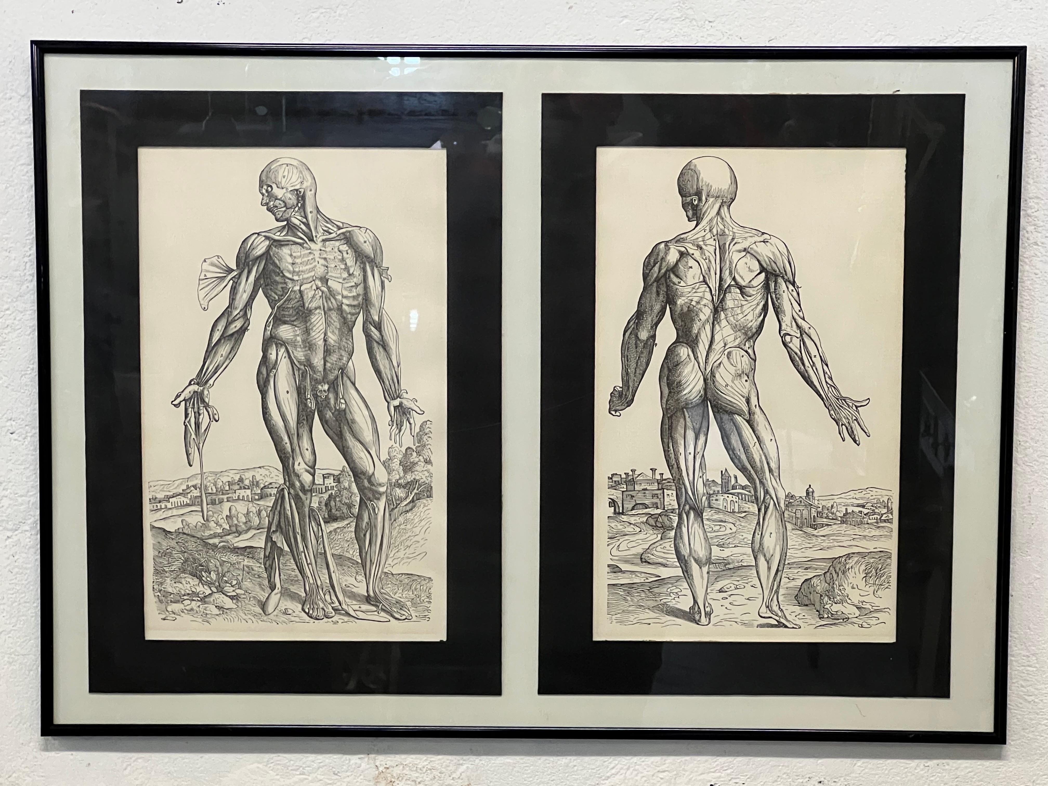 Andreas Vesalius Engraving, Anatomy For Sale at 1stDibs