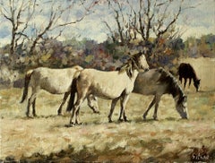 Used Horses