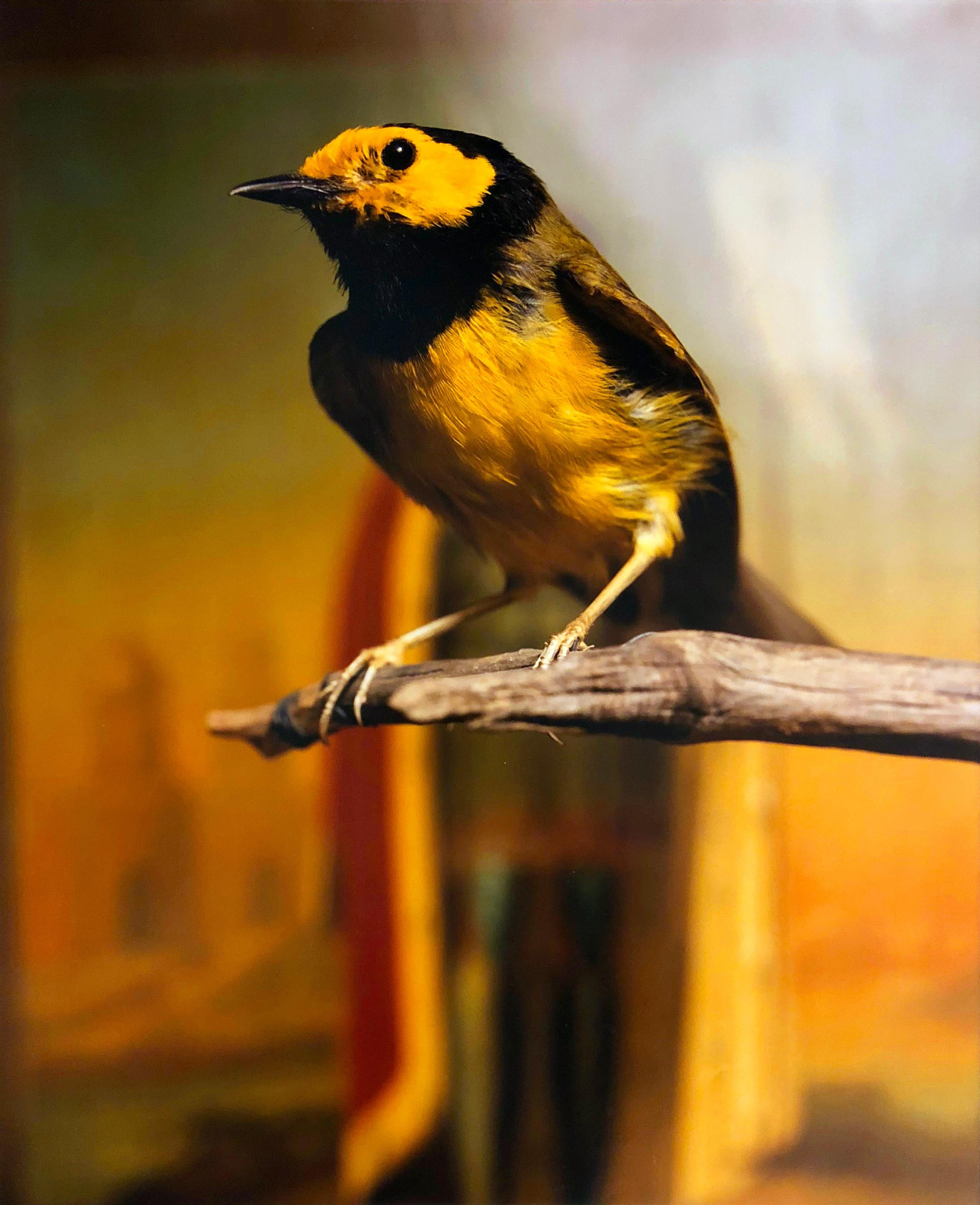 Andres Serrano Color Photograph - Hooded Warbler II