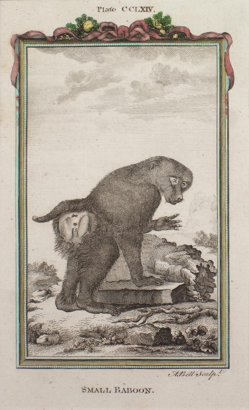 Andrew Bell Animal Print - Small Baboon Antique Print