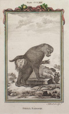 Small Baboon Antique Print