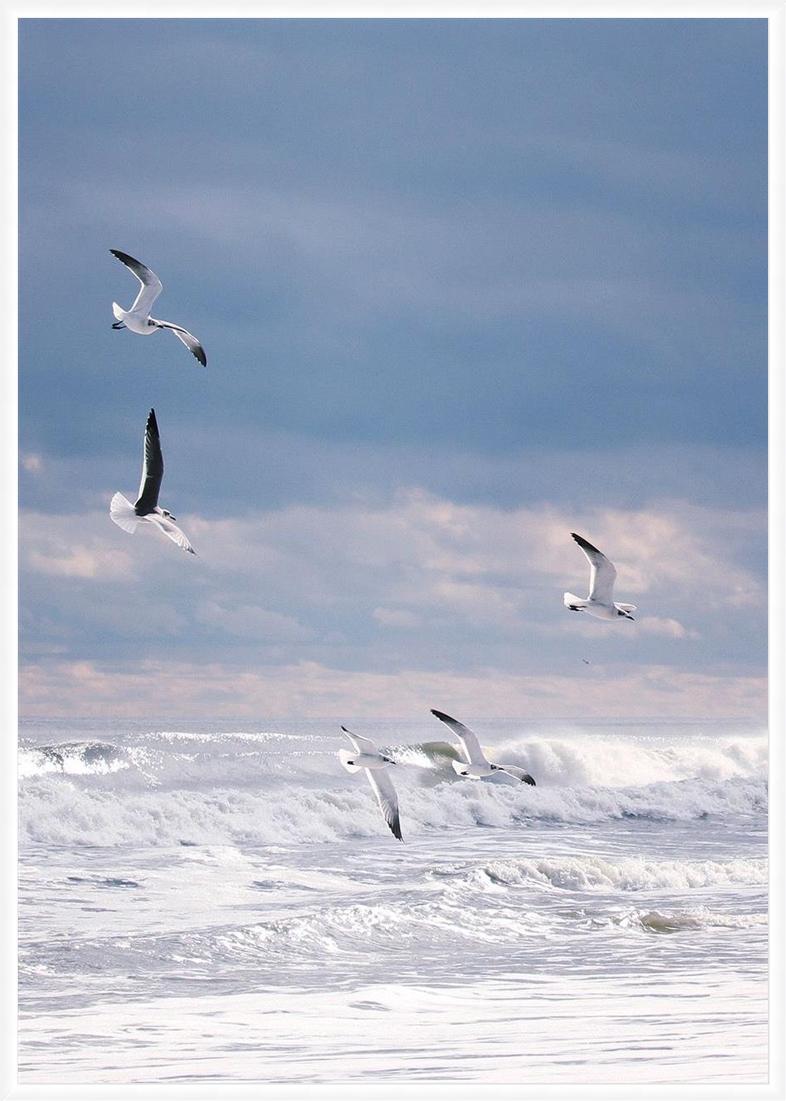 Winter Gulls - Photograph by Andrew Blauschild