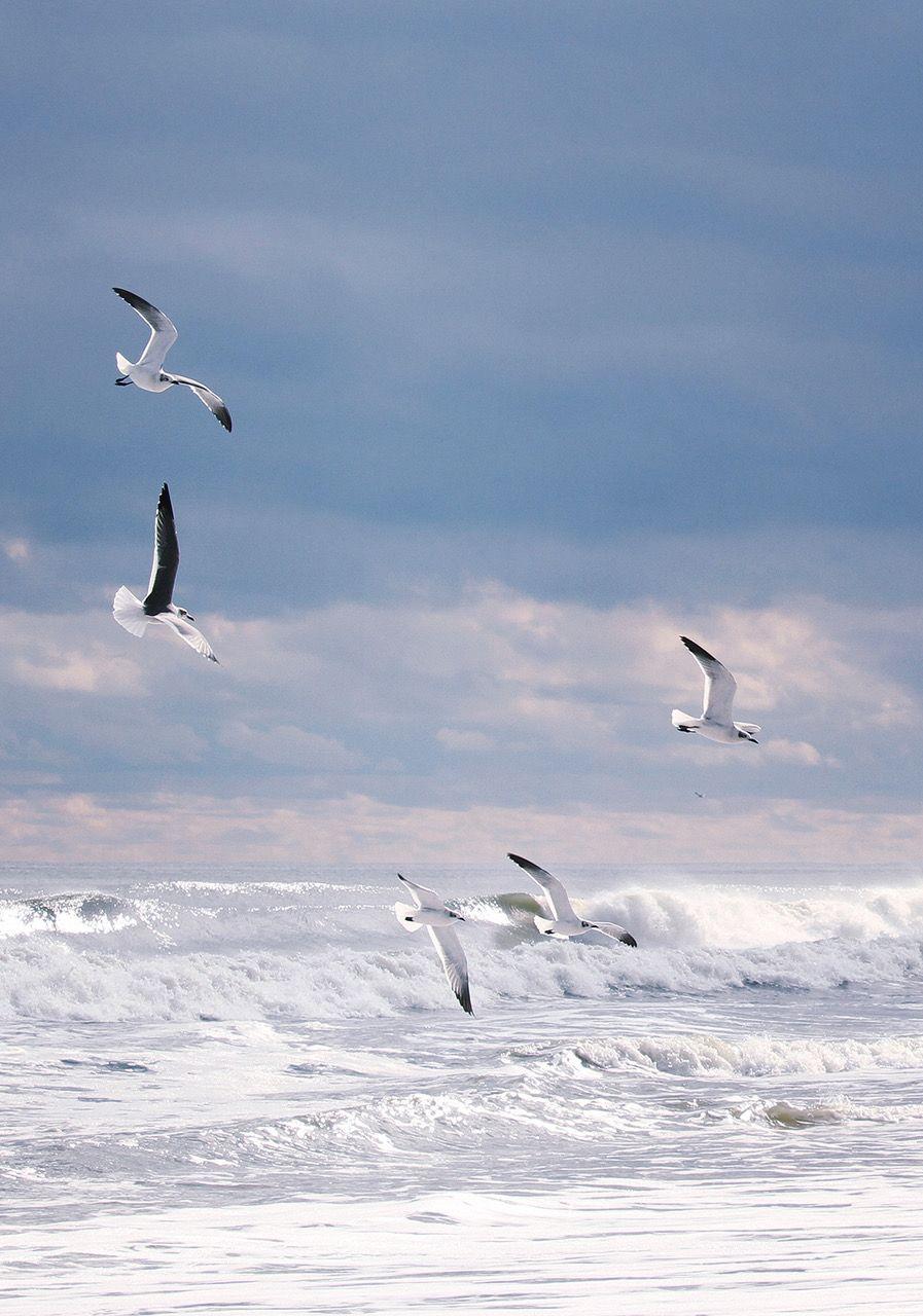 Andrew Blauschild Landscape Photograph - Winter Gulls