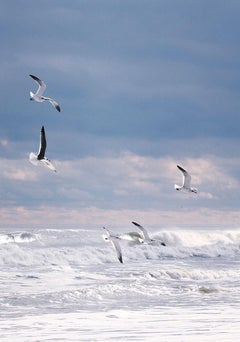 Winter Gulls